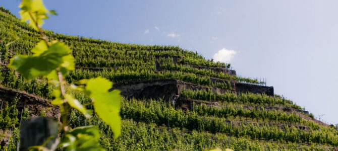 Zwischen Äpfeln & Reben Zwischen Äpfeln & Reben