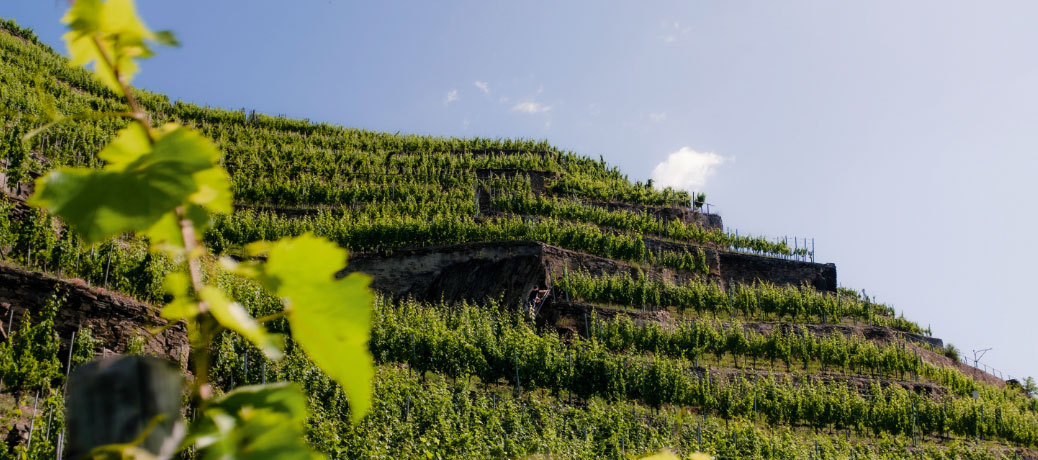 Zwischen Äpfeln & Reben | Weingut Knebelbrüder