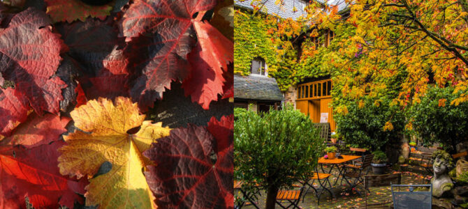 Herbstwanderung – Terrassenmosel im Spiel der Farben Herbstwanderung – Terrassenmosel im Spiel der Farben